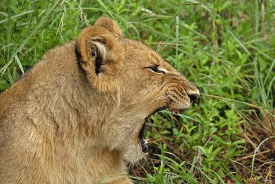 12884 - Lion cub / Victoria falls - Zimbabwe