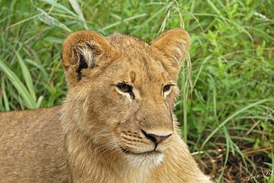 12888 - Lion cub / Victoria falls - Zimbabwe