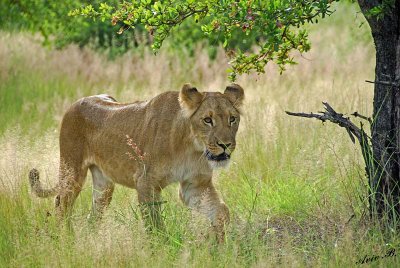 12895 - Lion cub / Victoria falls - Zimbabwe