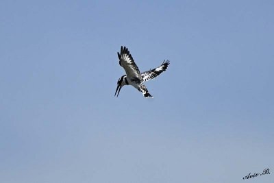 12917 - Pied Kingfisher / Lake Kariba - Zambia