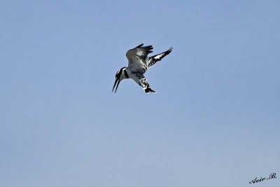 12918 - Pied Kingfisher / Lake Kariba - Zambia