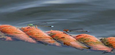 12922 - Dragonfly / Lake Kariba - Zambia