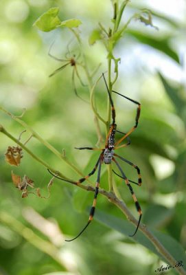 12933 - Spider / Lake Kariba - Zambia