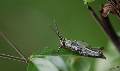 13096 - Locust / Lake Malawi - Malawi