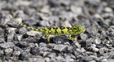 13112 - Chameleon / Lake Malawi - Malawi