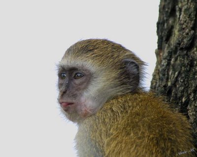 13169 - Vervet monkey / Lake Malawi - Malawi