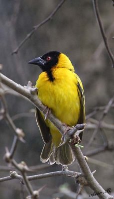 13185 - Village Weaver / Lake Malawi - Malawi