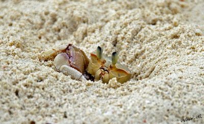 13274 - Hiding | Crab / Zanzibar - Tanzania