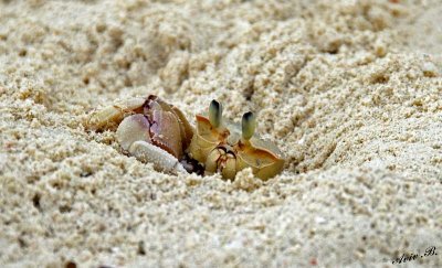 13274 - Hiding | Crab / Zanzibar - Tanzania