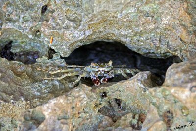 13291 - Crab / Zanzibar - Tanzania