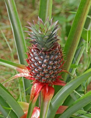 13311 - Pineapple / Zanzibar - Tanzania