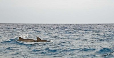 13334 - Dolphins / Zanzibar - Tanzania