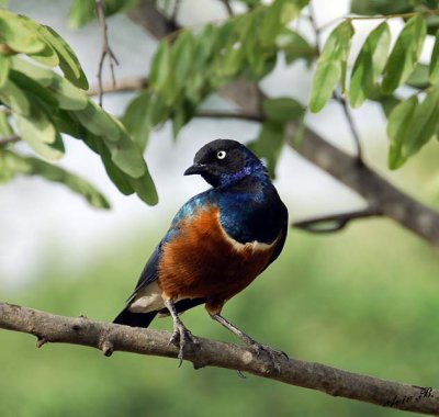 13363 - Superb Starling / Snake park - Arusha - Tanzania