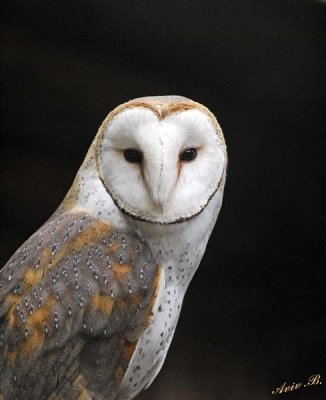 13418 - Owl / Snake park - Arusha - Tanzania