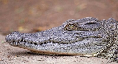13476 - Crocodile / Snake park - Arusha - Tanzania