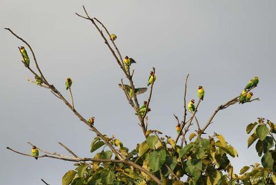 13513 - Fischer's Lovebirds / Snake park - Arusha - Tanzania