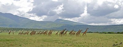 13563 - Giraffe / Serengeti - Tanzania