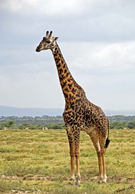 13571 - Giraffe / Serengeti - Tanzania