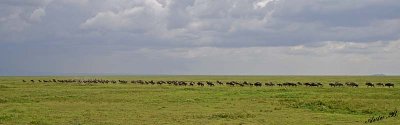 13581 - Wildebeest / Serengeti - Tanzania