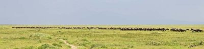 13587 - Wildebeest / Serengeti - Tanzania