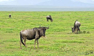13594 - Wildebeest / Serengeti - Tanzania