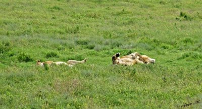 13595 - Typical position... | Lions / Serengeti - Tanzania