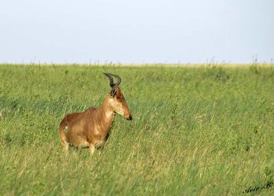 13615 - Hartebeest / Serengeti - Tanzania