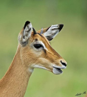 13684 - Impala / Serengeti - Tanzania