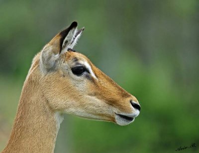 13687 - Impala / Serengeti - Tanzania