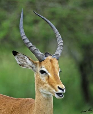 13689 - Impala / Serengeti - Tanzania