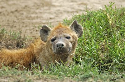 13709 - Hyena / Serengeti - Tanzania