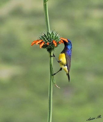 13753 - Variable Sunbird / Serengeti - Tanzania