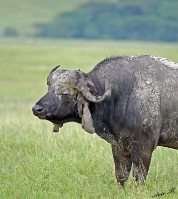 13764 - Old Buffalo / Ngorongoro - Tanzania