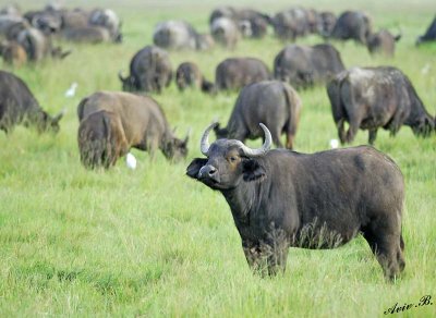 13791 - One of a kind... ;-) | Buffalo / Ngorongoro - Tanzania