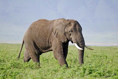 13851 - Elephant / Ngorongoro - Tanzania