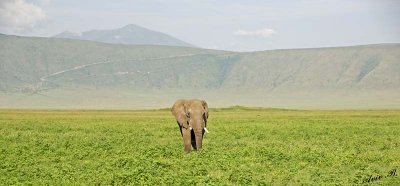 13857 - Alone... | Elephant / Ngorongoro - Tanzania