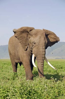 13863 - Elephant / Ngorongoro - Tanzania