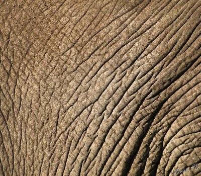 13872 - Elephant skin | Elephant / Ngorongoro - Tanzania