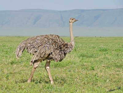13886 - Ostrich / Ngorongoro - Tanzania