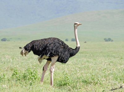 13889 - Ostrich / Ngorongoro - Tanzania