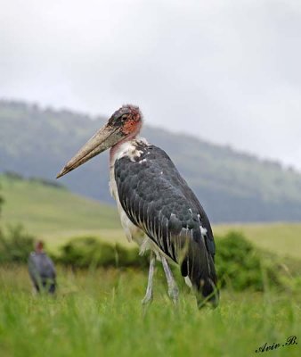 13938 - Marabou Stork / Ngorongoro - Tanzania