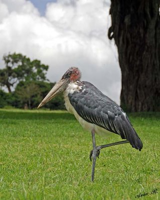 13944 - Marabou Stork / Ngorongoro - Tanzania