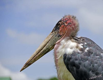 13951 - Marabou Stork / Ngorongoro - Tanzania