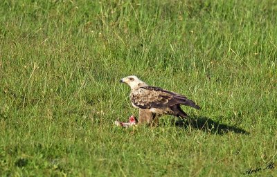 13966 - Eagle / Masai Mara - Kenya