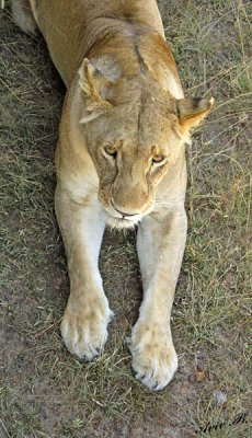 14014 - Lioness / Masai Mara - Kenya