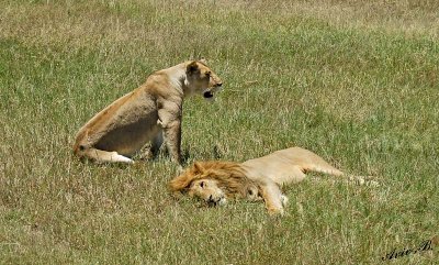 14030 - Oh, please, get up and do something... | Lions / Masai Mara - Kenya