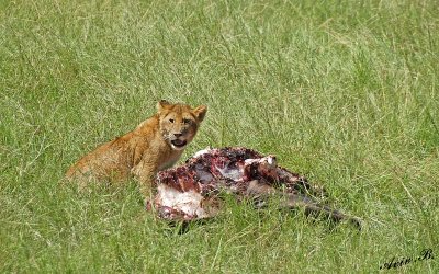 14045 - Lions cub with some food... | Lion / Masai Mara - Kenya