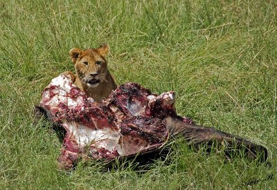 14050 - Lions cub with some food... | Lion / Masai Mara - Kenya
