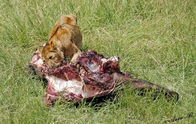 14053 - Lions cub with some food... | Lion / Masai Mara - Kenya