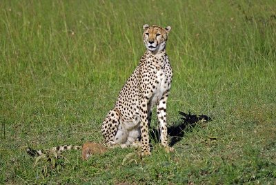 14092 - Cheetah / Masai Mara - Kenya